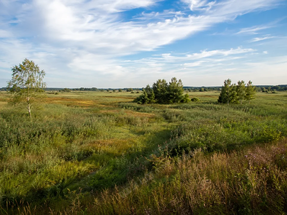 Federseebecken: Weite flache Schilf- und Feuchtwiesenlandschaft mit wenigen Birken und Erlen unter großem Himmel, keine Bergkulisse