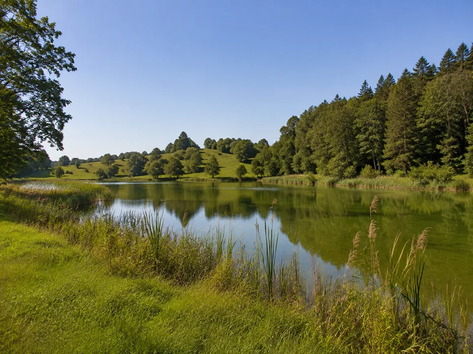 Oberschwäbischer Weiher: Kleiner stiller See zwischen sanften grünen Hügeln mit Schilf und sommerlichem Mischwald