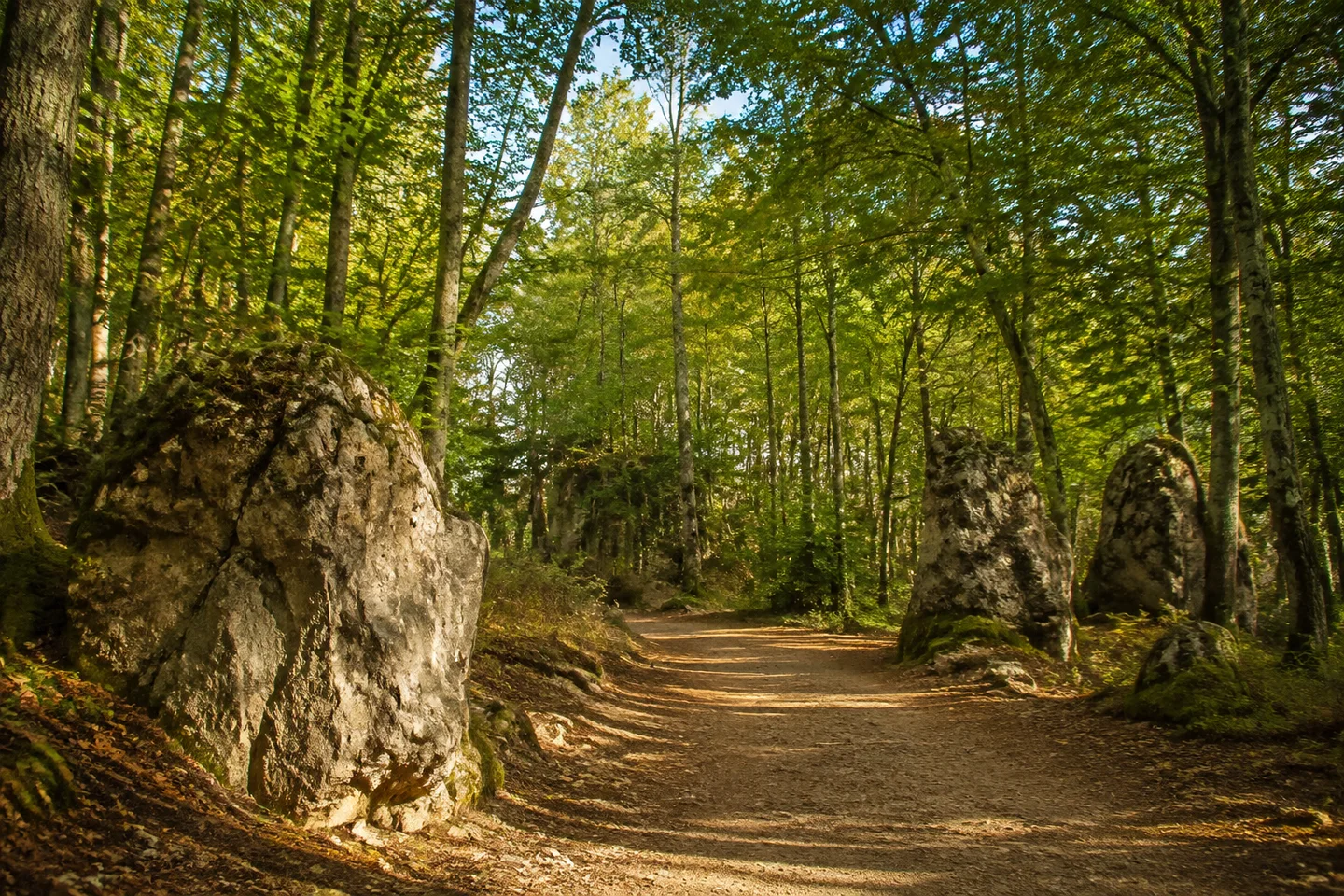 Buchenwald bei Bärnfels mit einzeln stehenden grauen Dolomitblöcken am breiten Wanderpfad, kein Kletteraufstieg und kein erfundenes Felsentor.