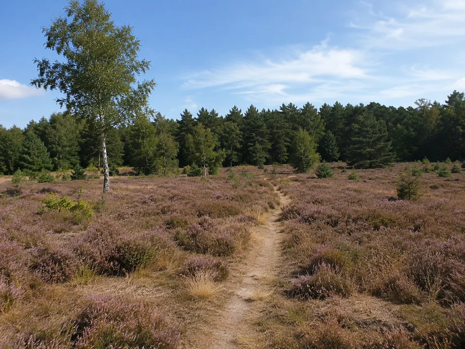 Stierstadter Heide: Niedrige violettgrüne Heidevegetation mit einzelnen Birken, trockenem schmalem Pfad und geschlossenem Waldhorizont