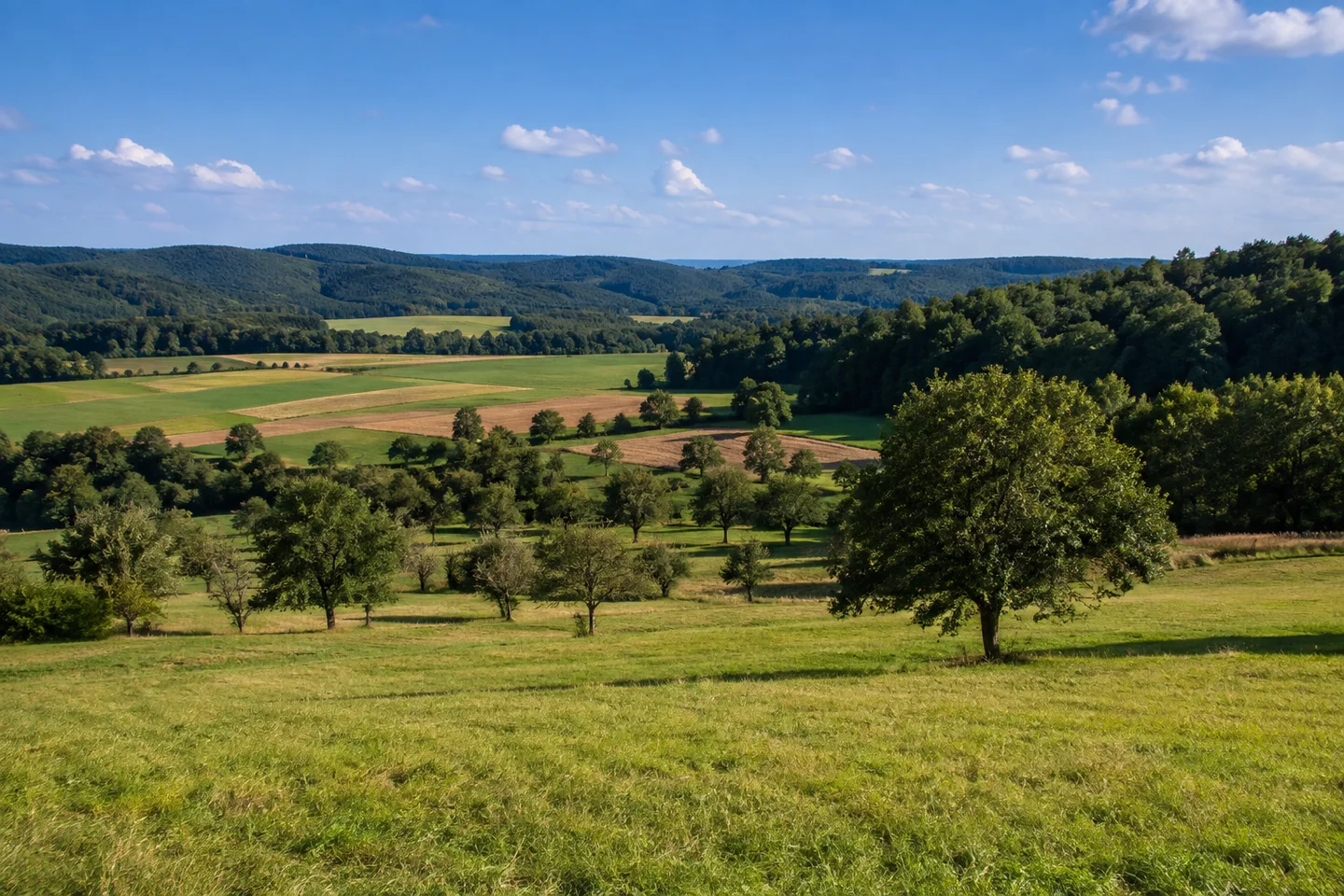 Breite sonnige Hochfläche bei Rothenberg in Oberzent, Wiesen, einzelne Obstbäume und Ackerstreifen umgeben von ausgedehntem Wald; keine Alpen.