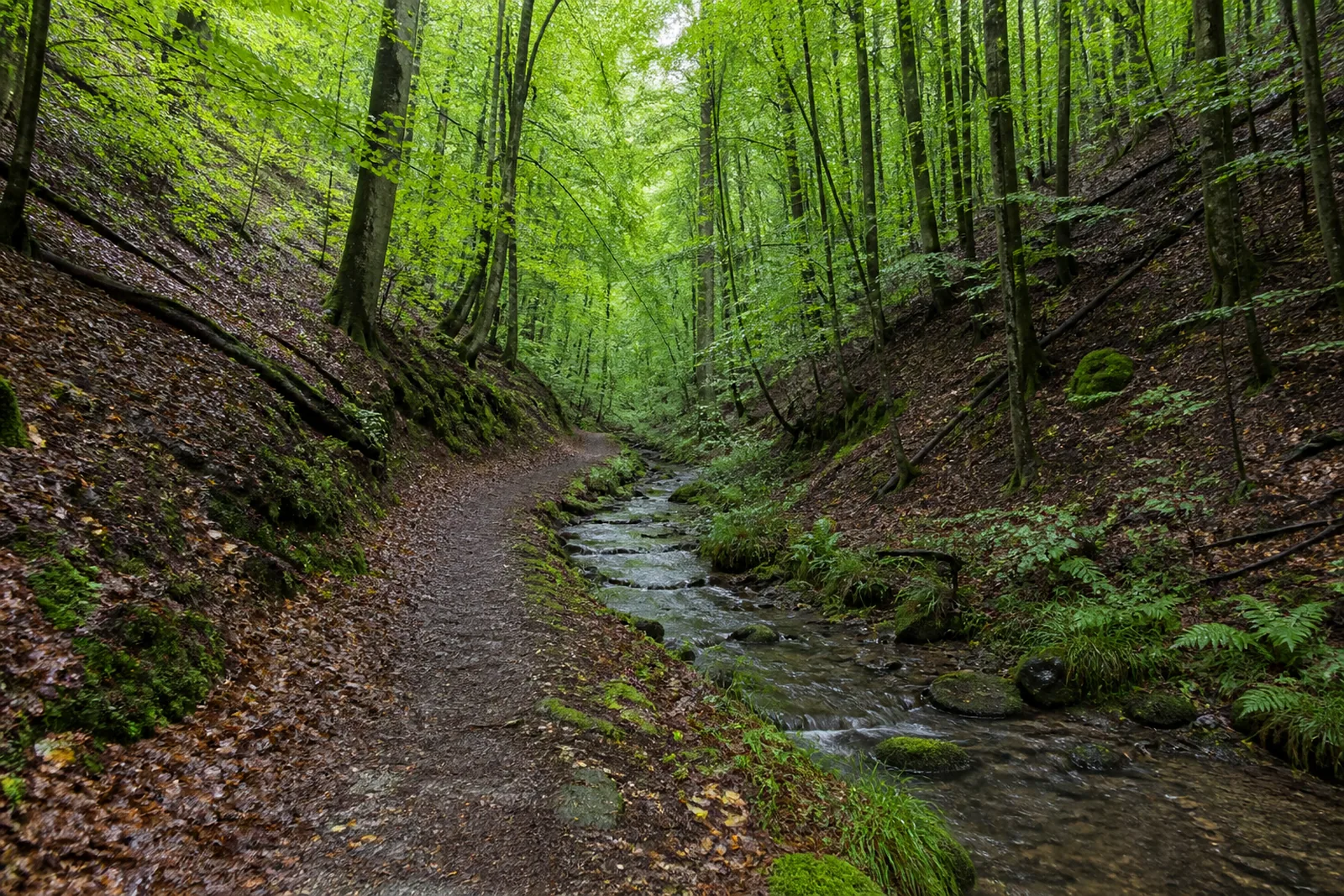 Wiesenweg im Scherfbachtal