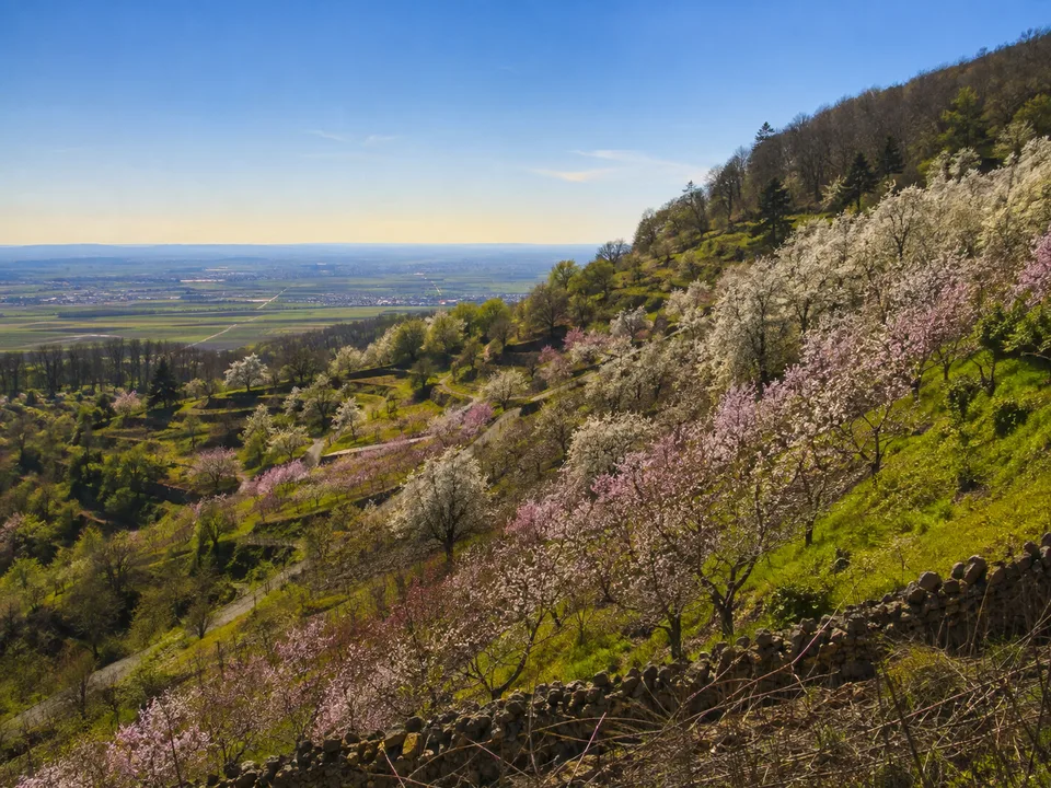 Bergstraße: sonniger Wein- und Obsthang über der Rheinebene