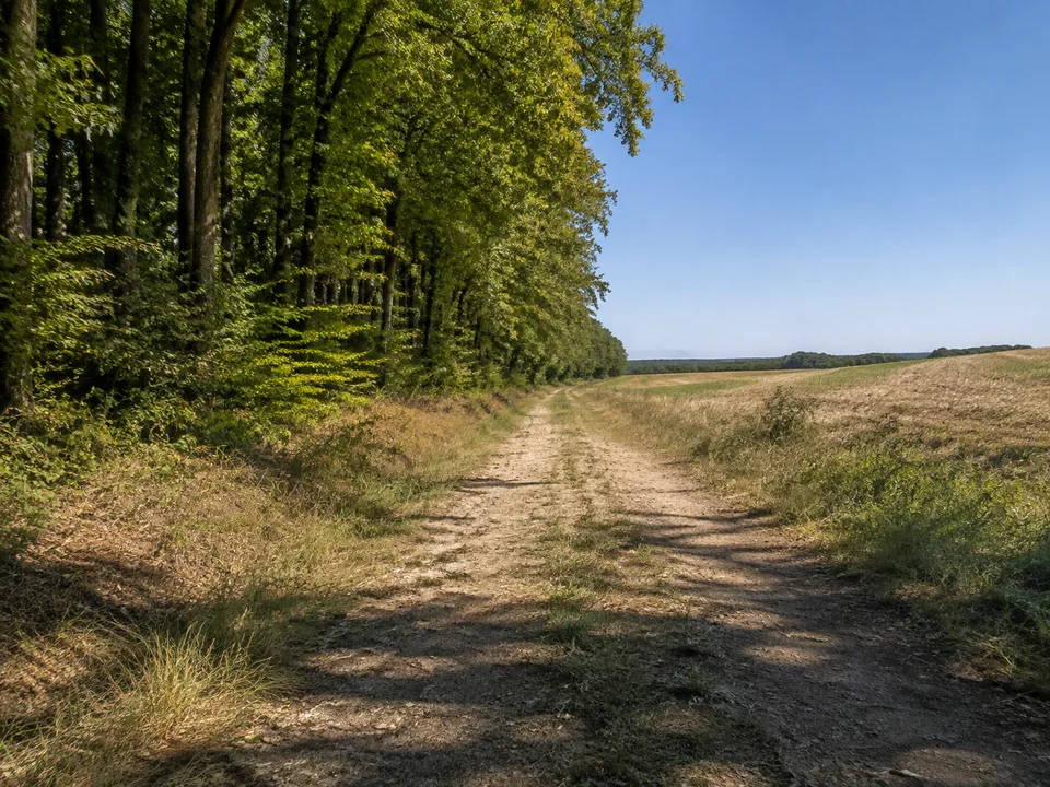 Walbecker Waldsaum: Breiter Weg zwischen Buchenwald und offenen Feldern auf niedrigen Hügeln