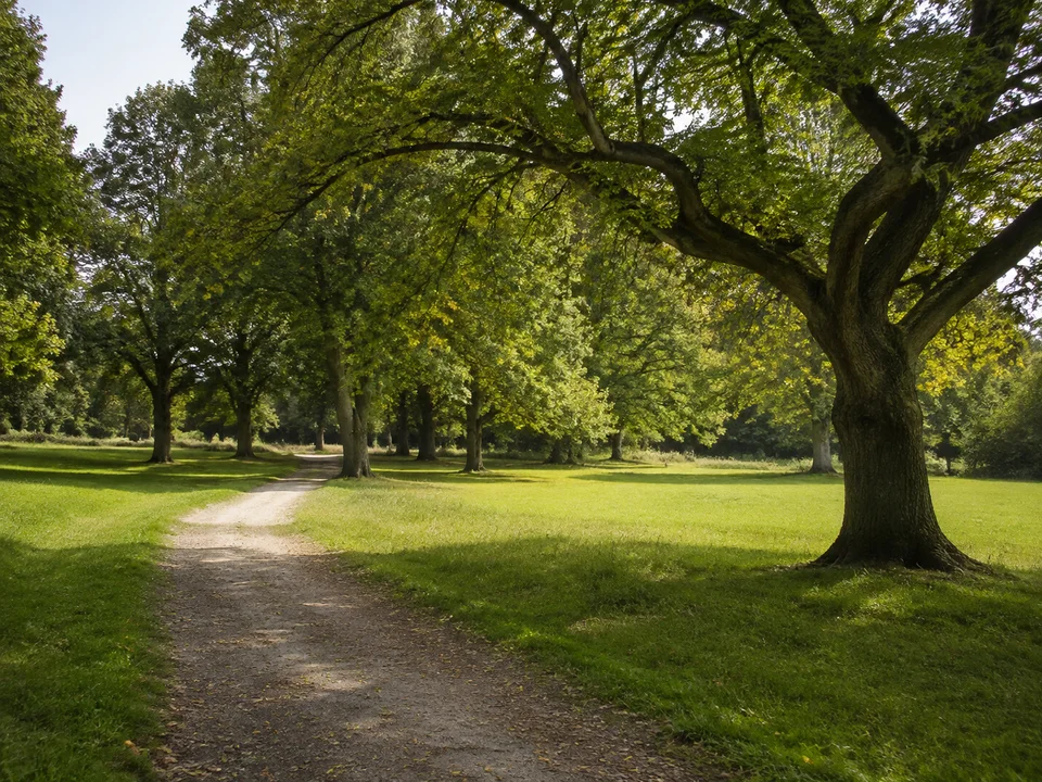 Parklandschaft bei Seggerde: Alter Laubbaumbestand mit geschwungenem Weg und ruhiger grüner Wiese, keine erfundenen Schlossbauten