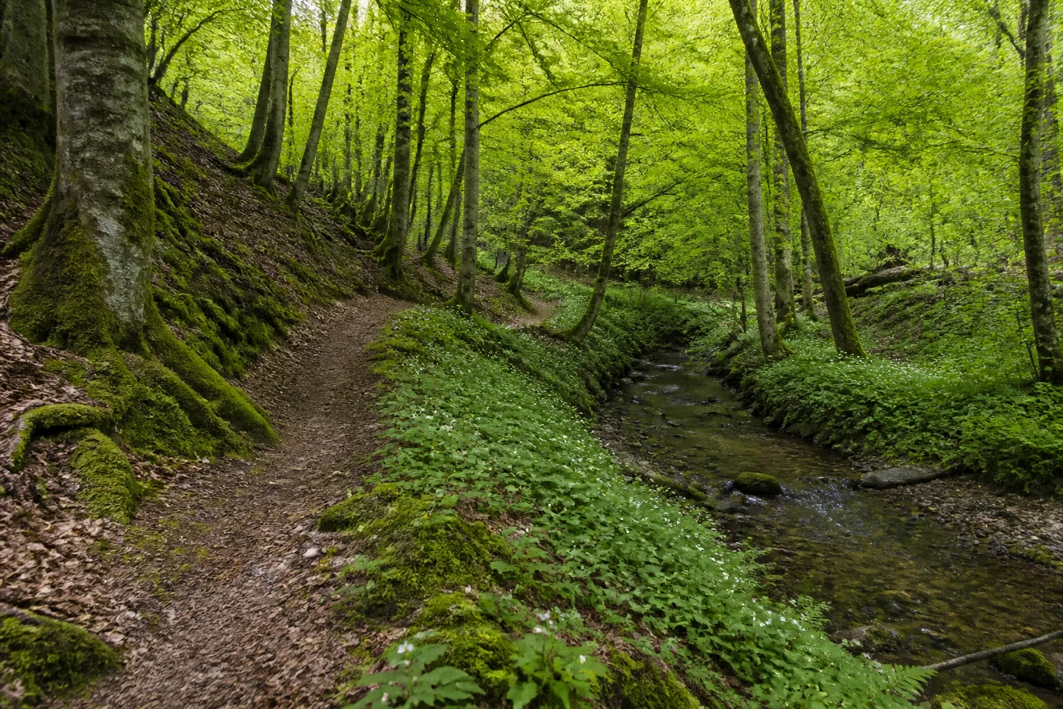 Bergeler Wald in Oelde