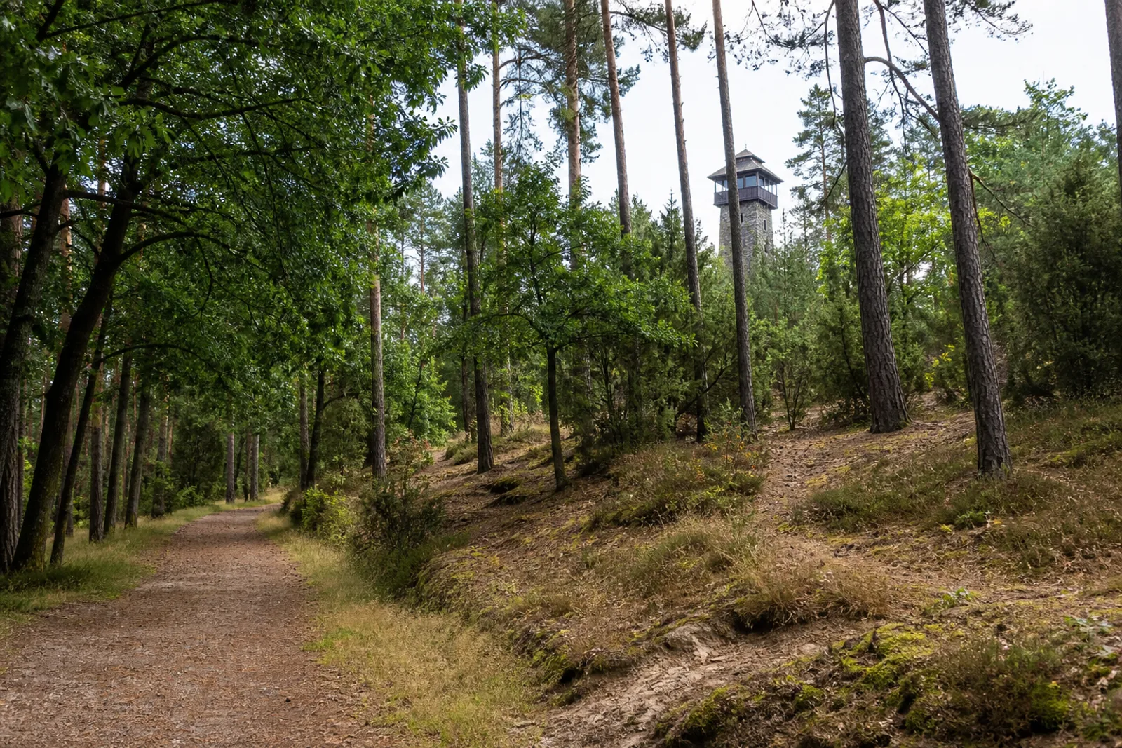 Waldhöhe am Stimberg