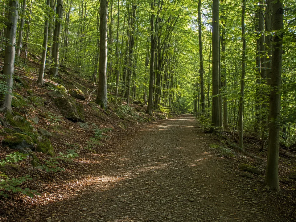 Wald an der Hallgarter Zange: Breiter leicht steiniger Weg durch hohen Buchenmischwald auf einem bewaldeten Mittelgebirgsrücken