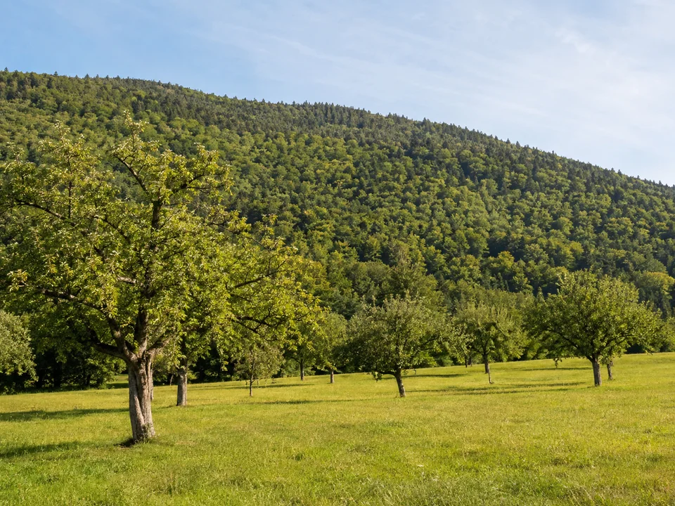 Obstwiesen bei Fessenbach: Alte Obstbäume auf sonniger Wiese vor dichtem Laubwald am Fuß des Hohen Horns