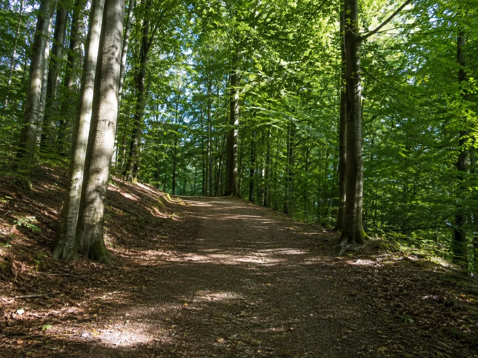 Zunsweierer Wald: Breiter schattiger Waldweg zwischen Buchen auf sanft ansteigendem Gelände südlich Offenburg
