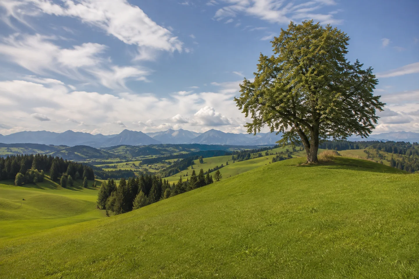 Schweineberg: sanfte Wiesenkuppen mit einer alten Linde und entferntem südlichem Alpenpanorama