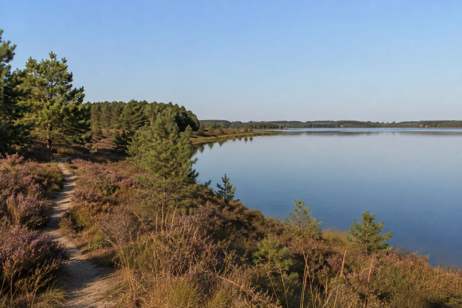 Heide und Kiefern am Rand der Thülsfelder Talsperre mit stillem flachem Wasser