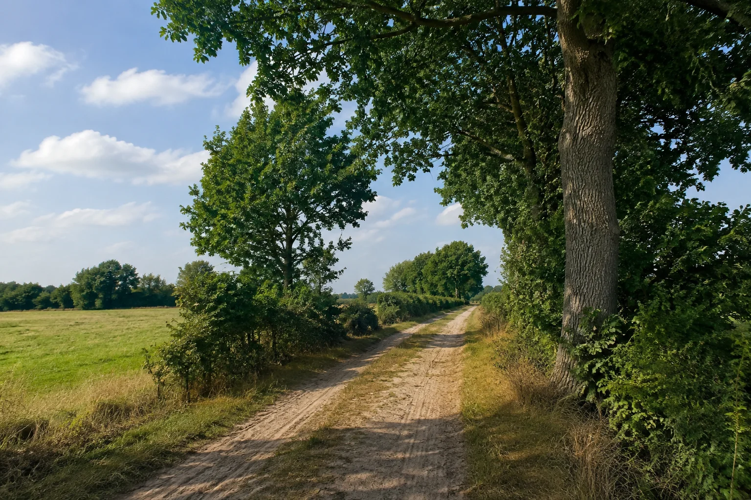 Oldenburger Münsterland: Damme Ortsmitte: Oldenburger Geest mit Eichenhecken, offenen Wiesen und sandigem Feldweg