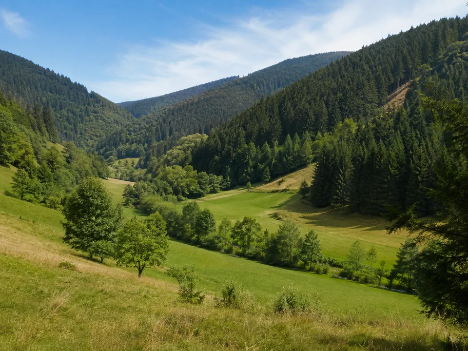 Achertal bei Ottenhöfen: Schmaleres Schwarzwaldtal mit Wiesen und steilen tannengrünen bewaldeten Hängen