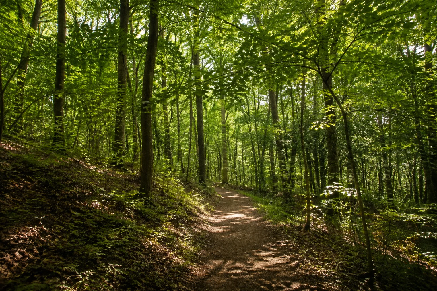 Laubwald am Schölerberg mit sanfter Kuppe und dichtem Blätterdach
