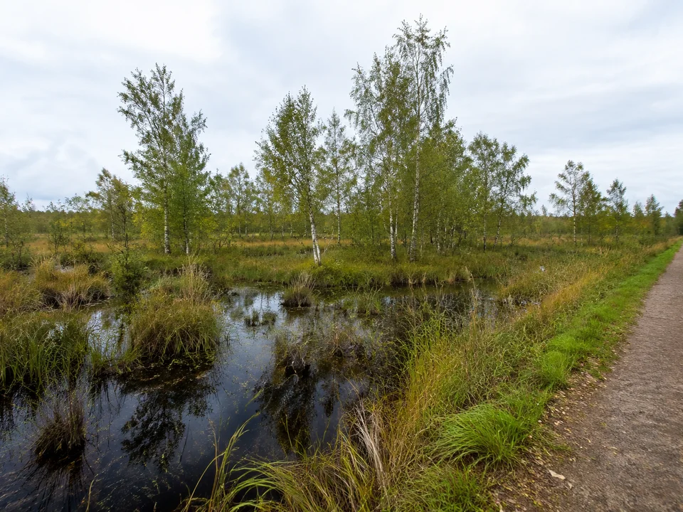 Niedersandhauser Moor: Nasse Moorfläche mit Birken, Pfeifengras und dunklen Torfgewässern, flache Landschaft, Beobachtung vom befestigten Rand