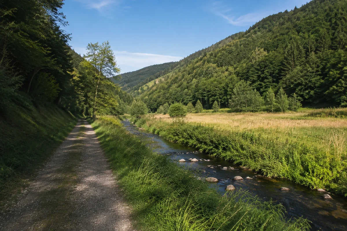 Enges grünes Tal bei Lerbach mit steilen bewaldeten Hängen, Wiesenstreifen und schmalem Bach neben einem breiten Weg