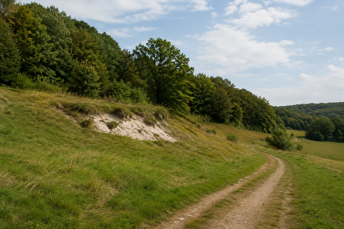 Osterode am Harz: Osterode am Harz: Grünes Weideland mit niedrigen weißen Gipsbänken und Buchenwaldrand im südlichen Osteroder Vorland