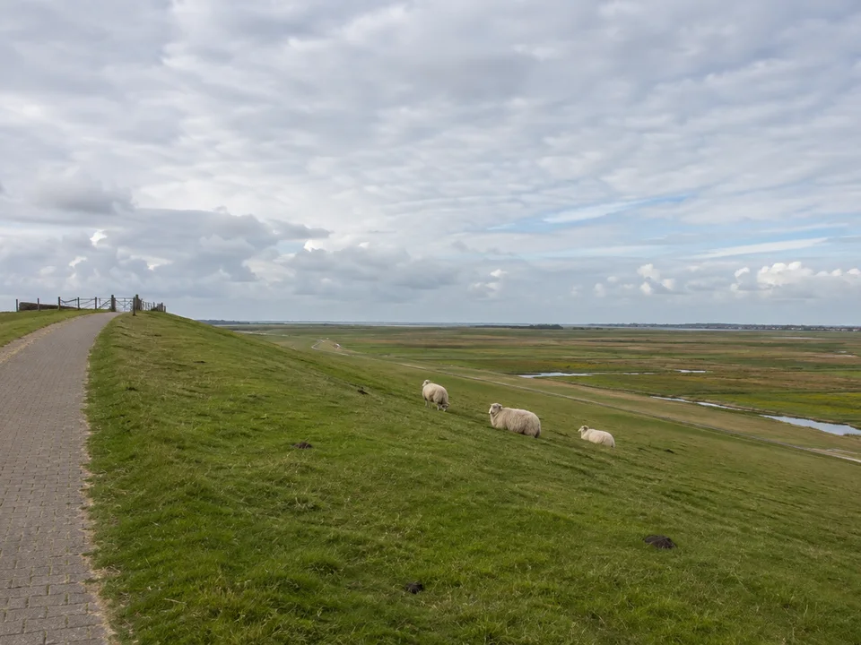 Grüner niedriger Küstendeich mit Schafen und einem Weg auf der Landseite