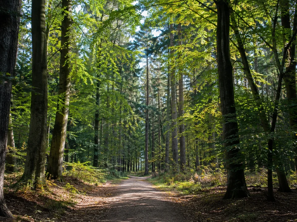Ebener Waldweg zwischen Laubbäumen und einzelnen Nadelbäumen im Heseler Wald