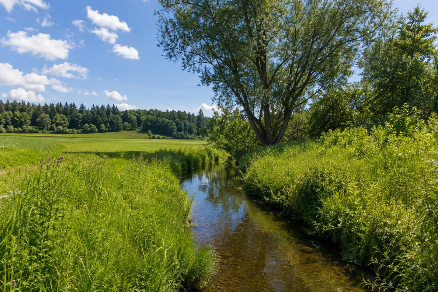 Eldern bei Ottobeuren: kleiner Günzbach zwischen saftigen Wiesen und Gehölzen