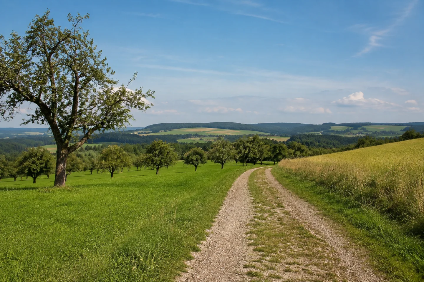 Stephansried: ländliche grüne Höhen im Unterallgäu, Feldweg und verstreute Obstbäume ohne nahe Hochgebirge