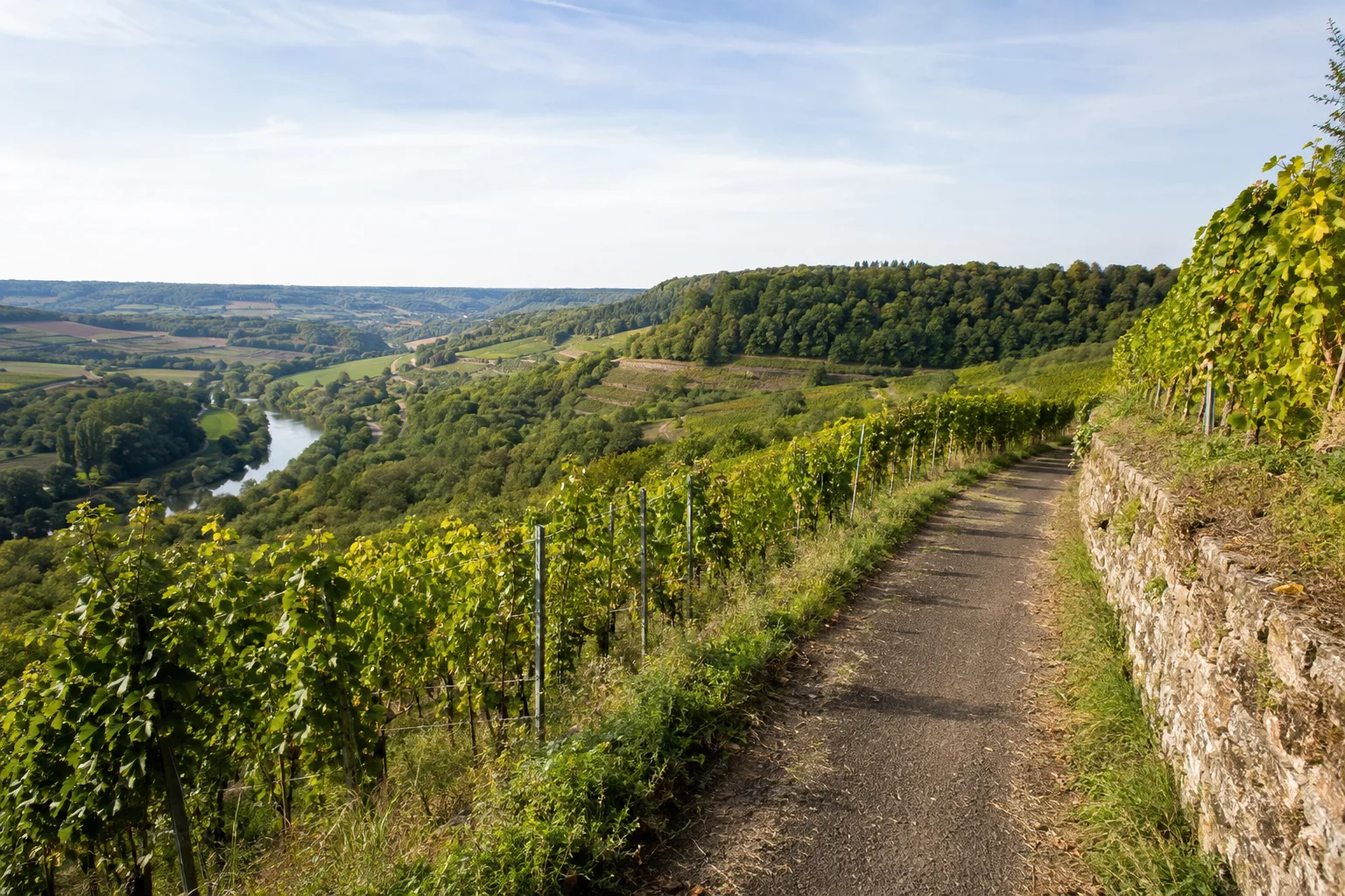 Taubertaler Rebhänge bei Bad Mergentheim: schmaler befestigter Weinbergweg über grünen Rebreihen und sanften Hügeln.