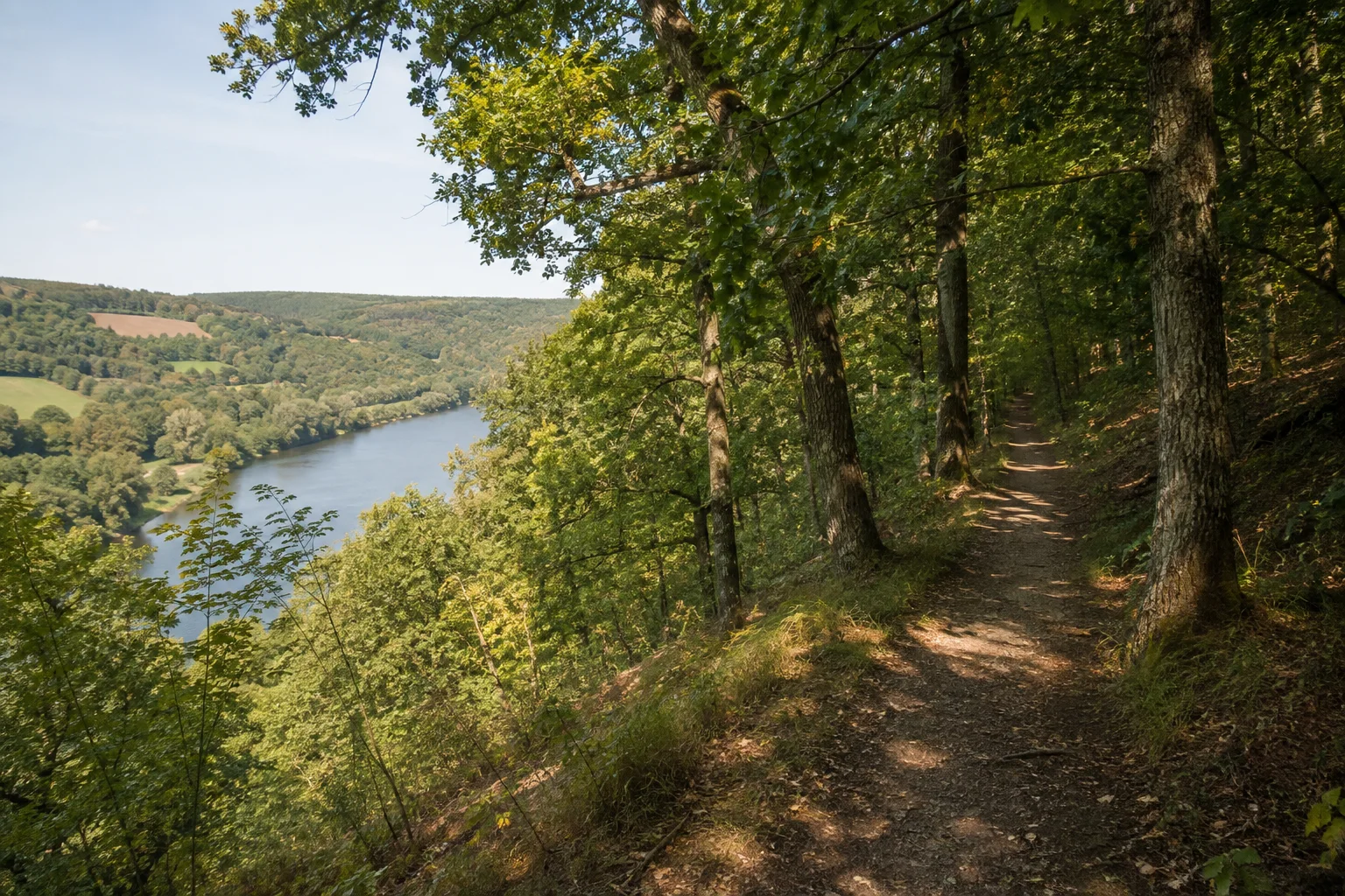 Mainhang bei Freudenberg: normaler Waldweg zwischen Buchen und Eichen, breiter Main durch eine Lücke unterhalb des bewaldeten Hangs sichtbar.