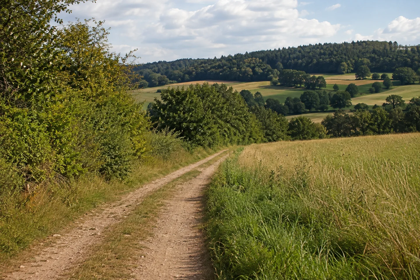 Ländliche Flur bei Troschenreuth östlich Pegnitz, hügelige Felder, brauner Erdweg zwischen Hecken und Wiesen, gemischter Wald im Hintergrund.