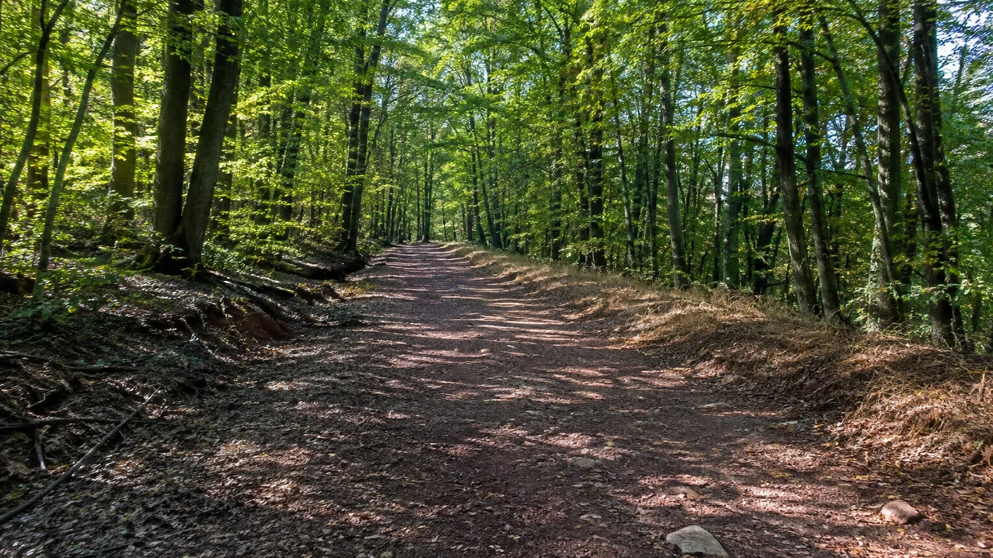 Petersberg (Saalekreis): Petersberg am Waldsaum: Wald am Petersberg: Breiter Weg durch Laubwald auf einer niedrigen Porphyrkuppe mit einzelnen rötlichen Steinen im Boden