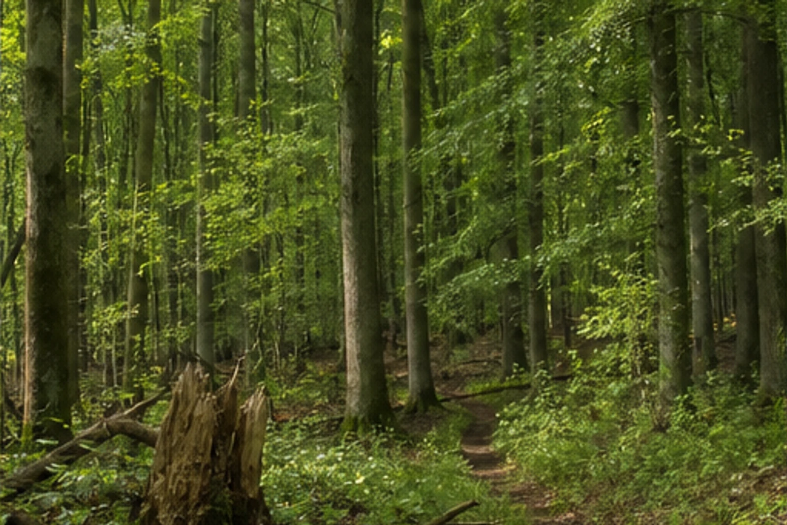 Alter Laubwald im Heisterholz von Petershagen