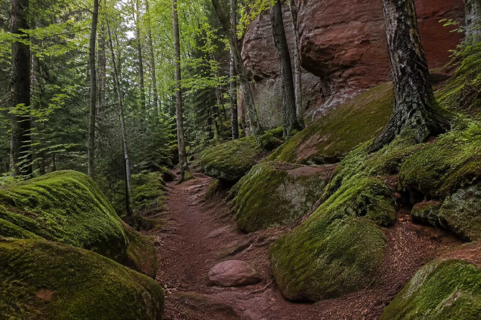 Pfälzer Waldpfad: Pfälzer Waldpfad: naturnaher Waldweg auf Sandstein