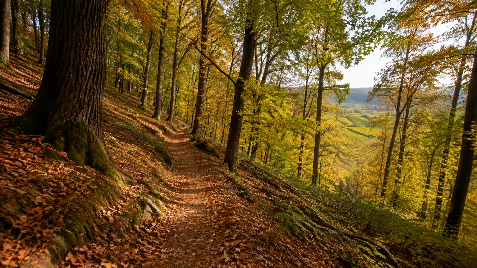 Weinsteig-Wald: schattige Waldpassage oberhalb der Weinorte