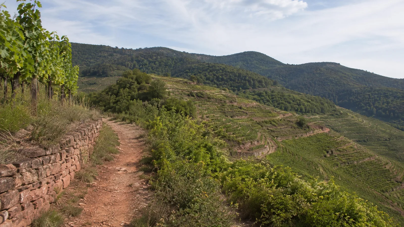 Haardthöhen: Aussicht über Wald und Rheinebene