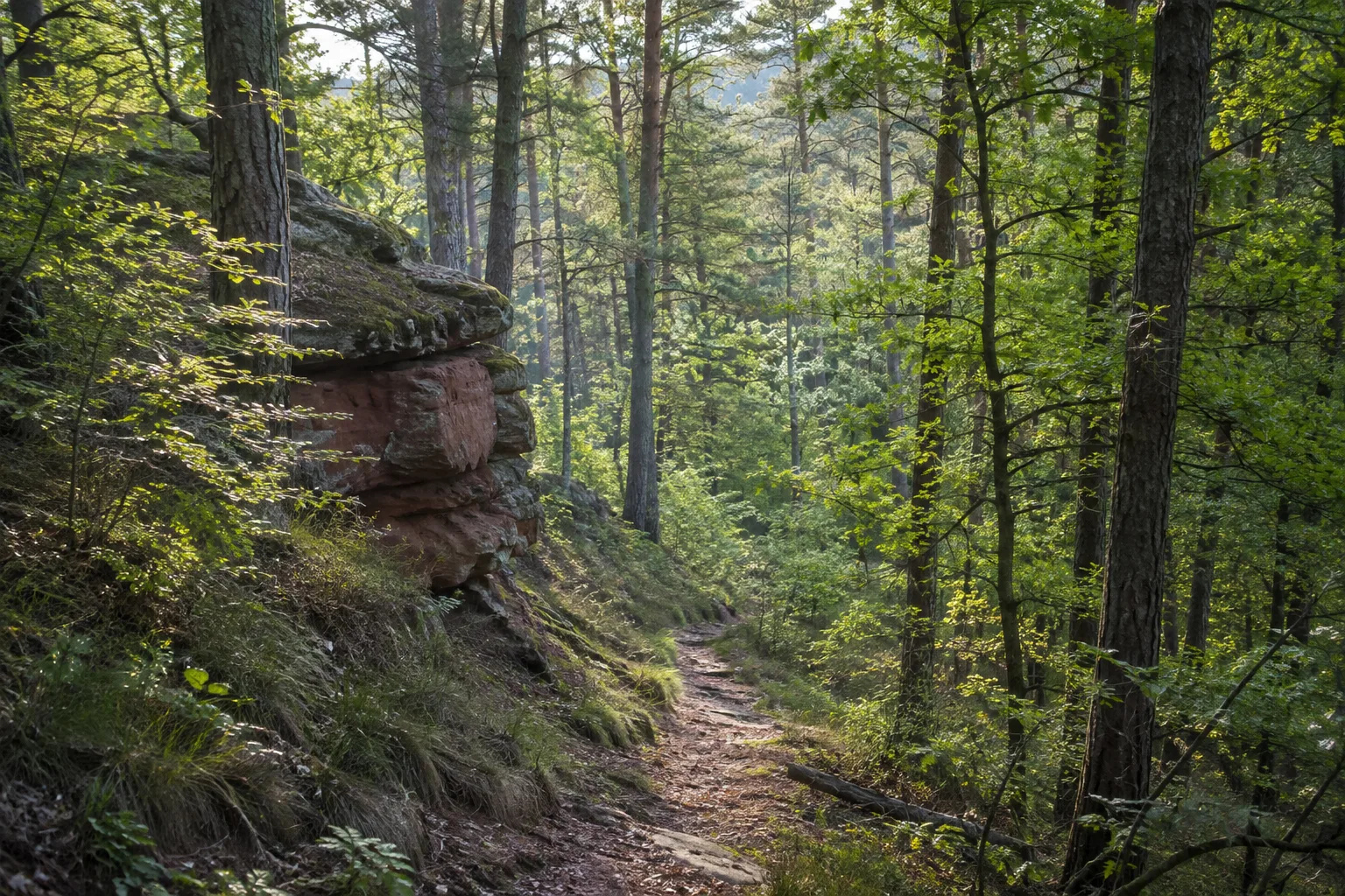 Pfälzerwald: Pfälzerwald: Mischwald auf Buntsandstein mit naturnahem Weg