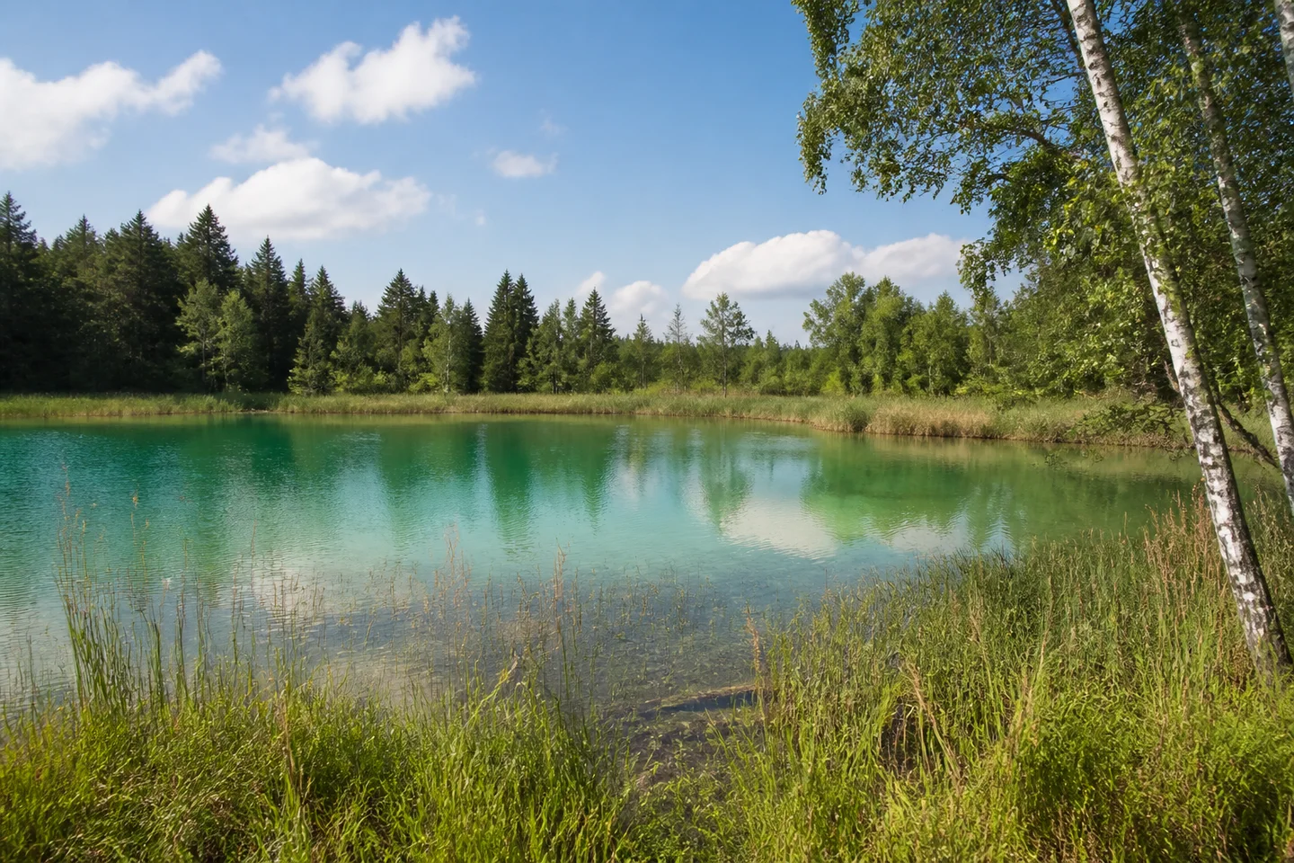 Osterseen bei Iffeldorf: kleiner klarer türkisgrüner See mit Schilfgürtel, Moorbirken und flachem bewaldetem Ufer