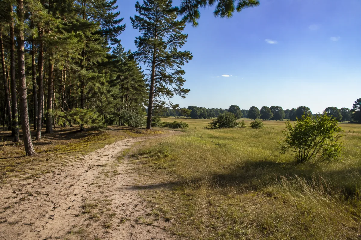 Sandiger Waldsaum bei Karow mit Kiefern und offenen Wiesen