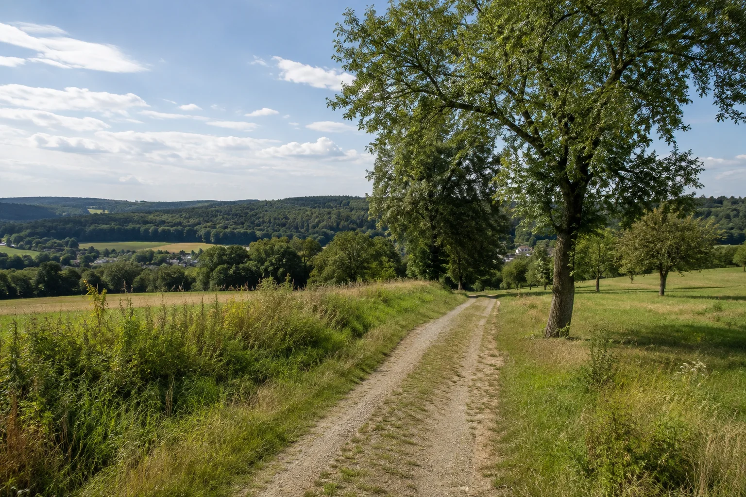 Kauschwitzer Felder: ländlicher Feldweg zwischen Wiesen und einzelnen Laubbäumen