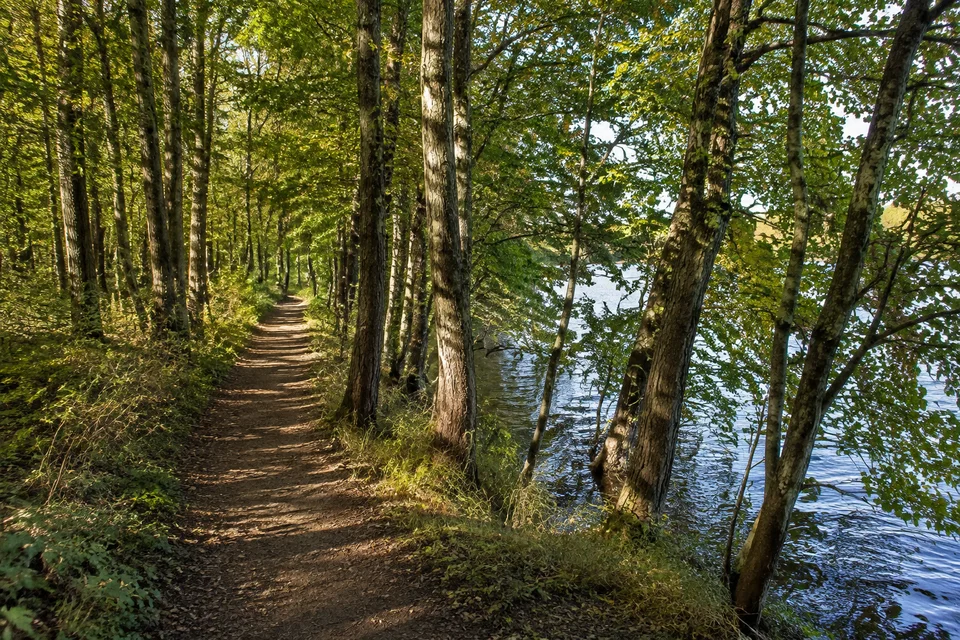 Prinzeninsel: Schmaler Laubwaldweg auf einer flachen bewaldeten Halbinsel mit Wasser zwischen den Bäumen