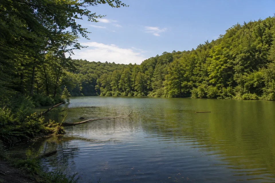 Plöner Seenwald: Kleiner See zwischen dichtem Buchenwald und niedrigen bewaldeten Hügeln, ruhiges grünes Wasser