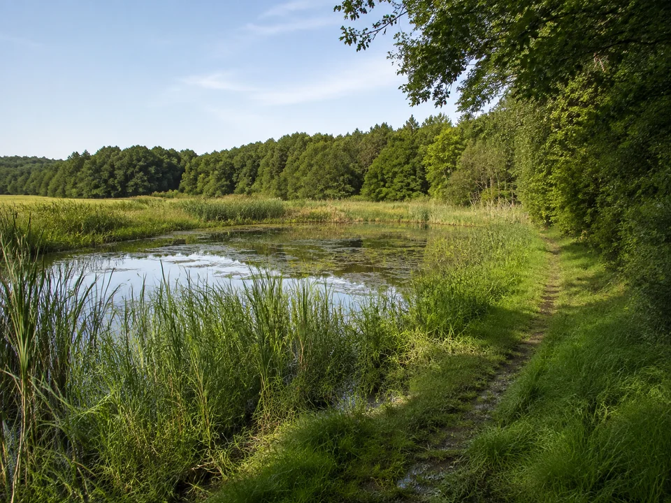 Maisinger Landschaft: kleiner von Schilf umstandener See und nasse Wiesen am Waldrand, Blick vom bestehenden Randweg