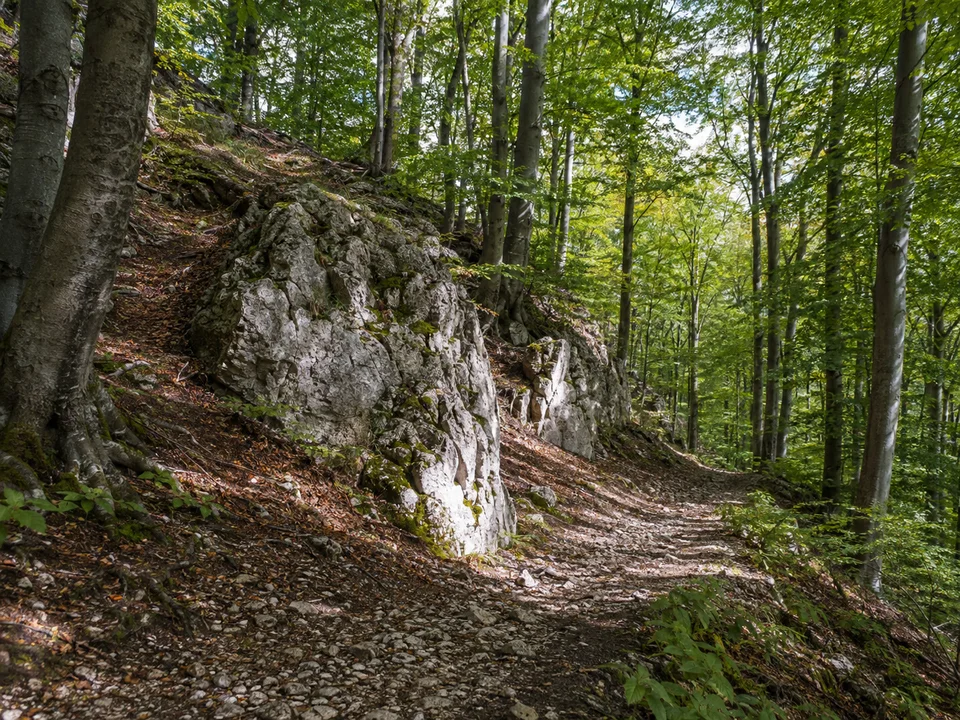 Hangwald bei Eschenbach: Buchenwald oberhalb Eschenbachs an der Pegnitz mit kleinen Kalkfelsen zwischen Bäumen und steinigem Waldweg.