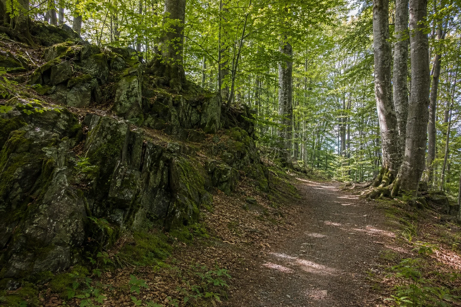 Steinwand bei Poppenhausen: normaler Waldweg neben niedrigen dunklen kantigen Felsen und alten Buchen, keine Kletterszene.