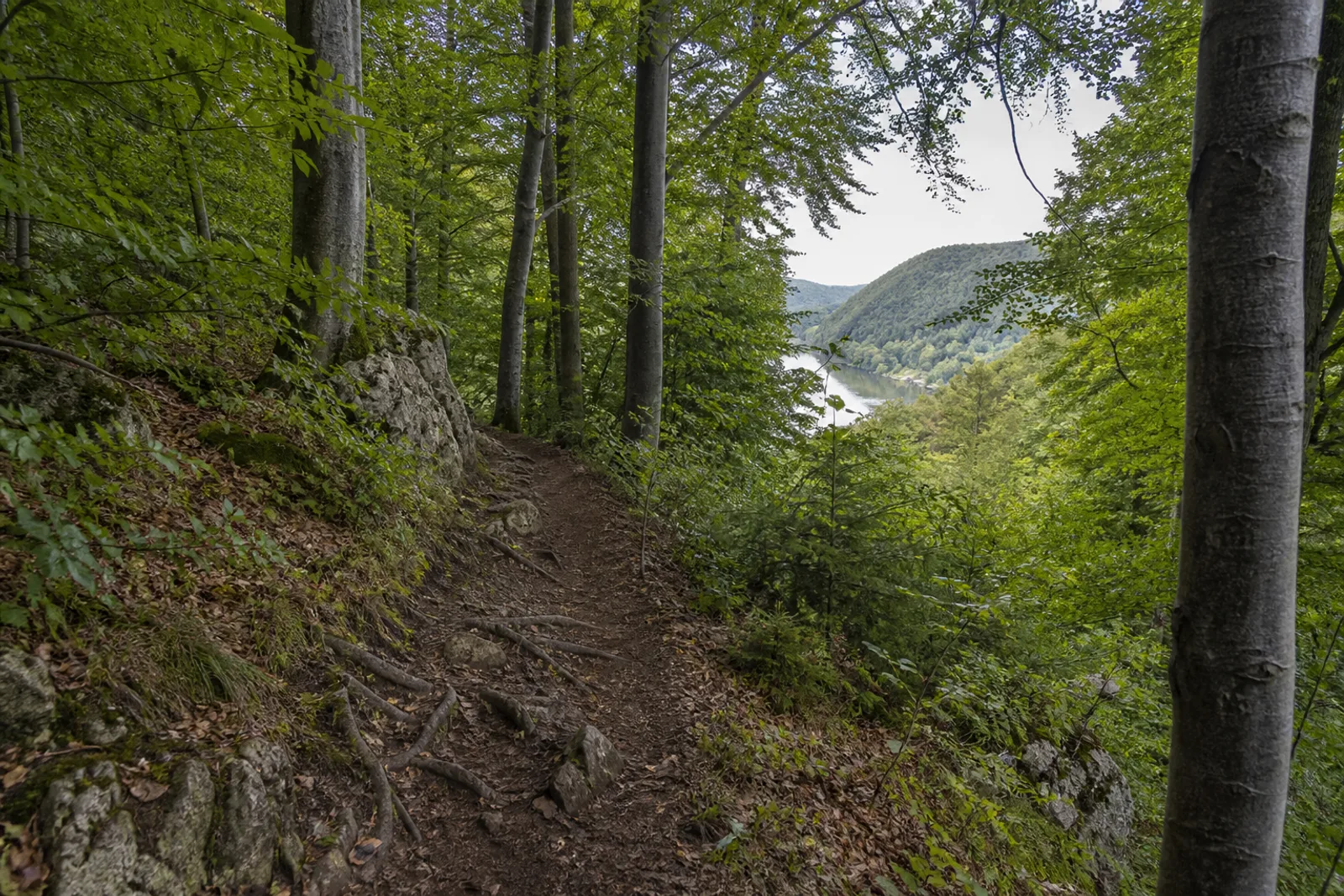 Waldpfad auf dem Jakobsberg oberhalb der Porta Westfalica