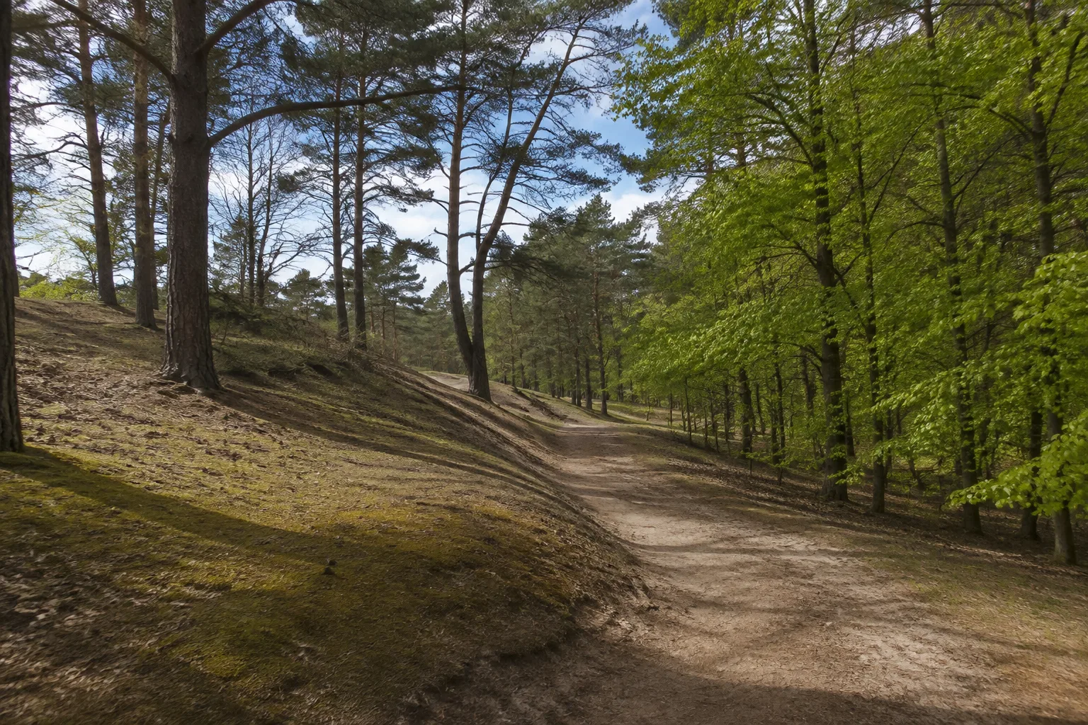 Ravensberge: sandiger Buchen-Kiefern-Waldweg über sanfte Höhen