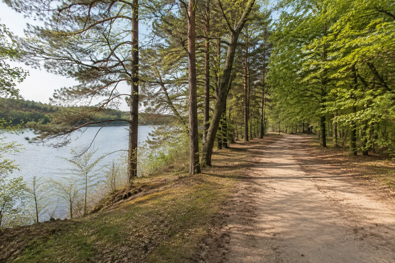 Potsdam: Potsdam: breiter Waldweg zwischen märkischen Kiefern nahe einem Havelsee