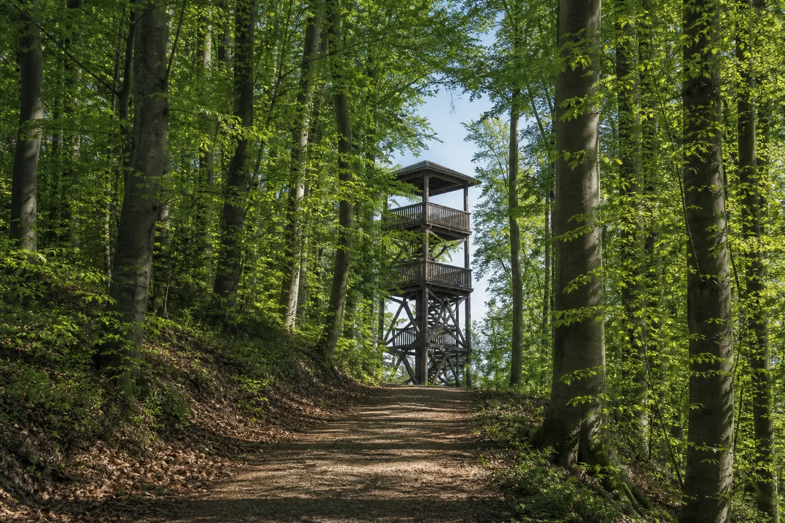 Waldweg zum Wiehenturm