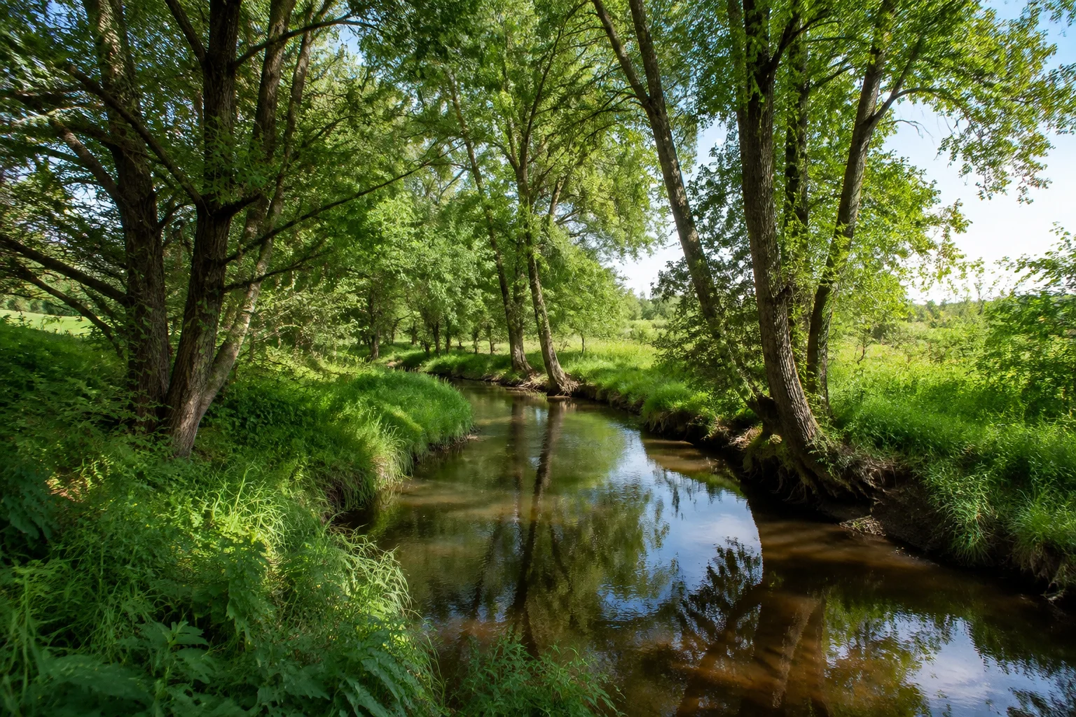 Perleberger Stepenitz: kleiner mäandrierender Fluss unter Erlen und Laubbäumen in einer grünen Niederung