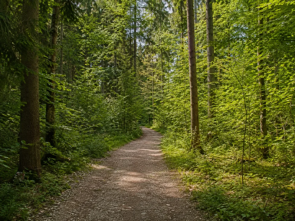 Forstenrieder Wald am westlichen Pullacher Rand: ebener Kiesweg zwischen Fichten und Buchen mit dichtem grünem Unterholz
