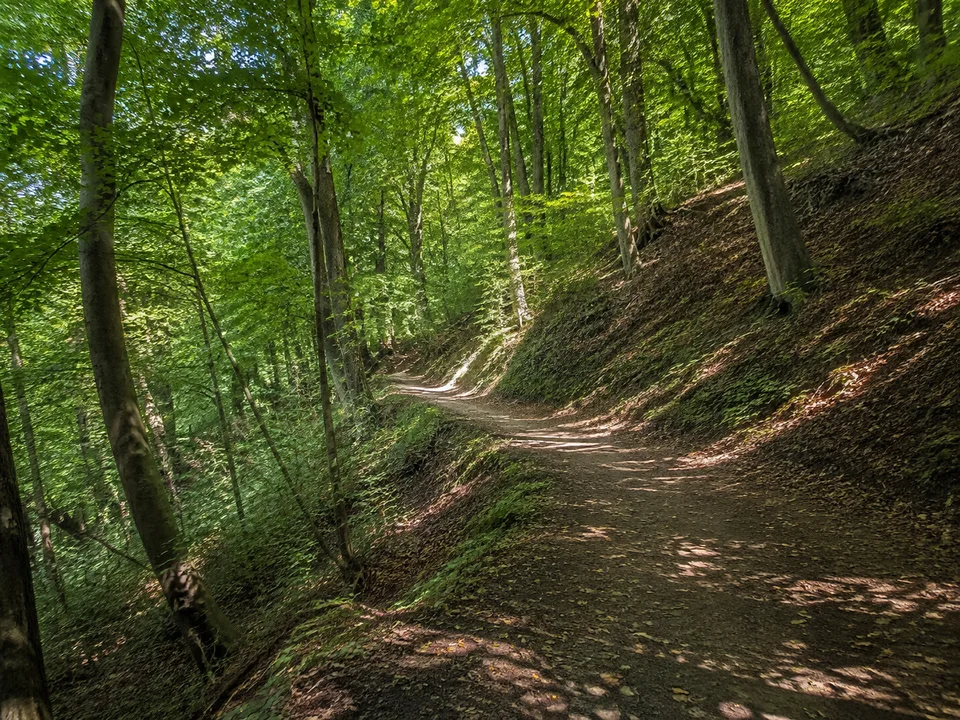 Isarhang bei Höllriegelskreuth: schattiger bewaldeter Terrassenhang und geschwungener Wanderweg, kein alpiner Fels
